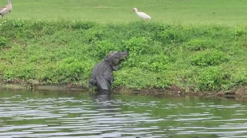 Alligator wants to catch a duck or the bird?
