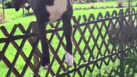 Luxury Pitbull Dog Jump #Funnydog #dog #luxurylife #rottweilt #whippet #pitbull #pitbulldog