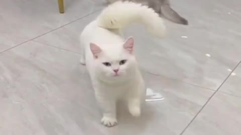 Stretching pun comel. so cute cat 🐈