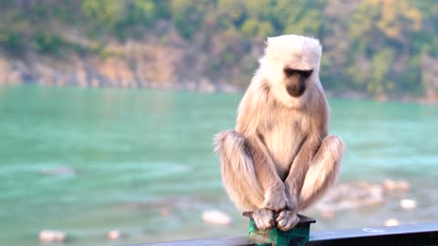 White Monkey Standing Over A Pole in yoga pose