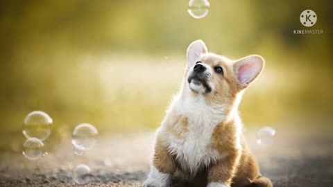 Fotos de cachorros lindos y tiernos 2021