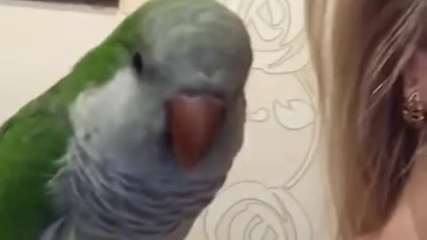 Bird kissing Owner