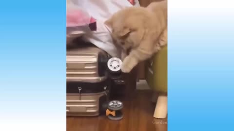 Top Funny Cat Videos Of The Weekly - Try Not To Laugh