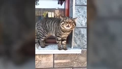 Funny cats talking " ANIMALS FUNNY