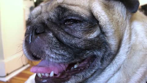 An extreme close up shot of a pug dog's face as she pants