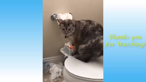 Funny Cat Videos of The Weekly - TRY NOT TO LAUGH #4