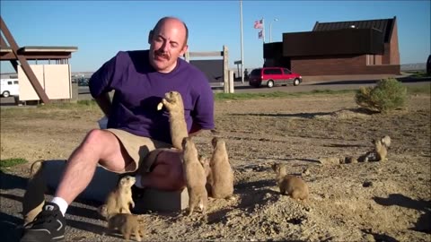 Prairie Dogs Playing - CUTEST Compilation