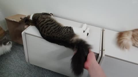 Do not touch my tail