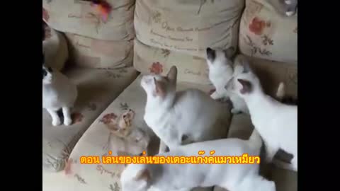 Adorable Cat gang Family Funny scene