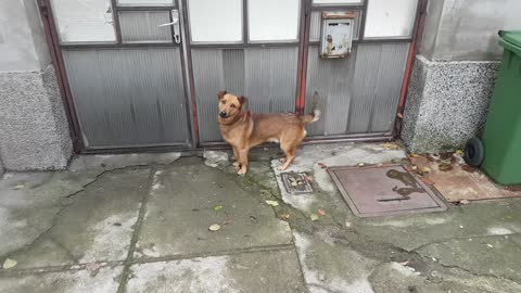 Dog very happy to go for walk