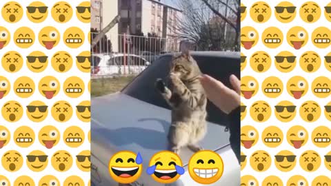 Wow 😳 Cat clipping On a Car