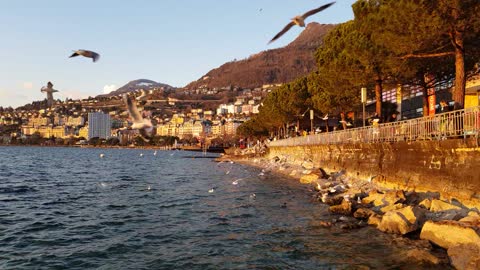 Wild Birds flying in swiss lake