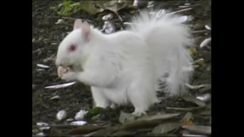Cyril The Albino Squirrel