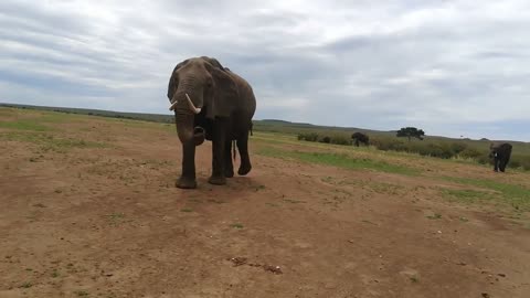 Near Elephants