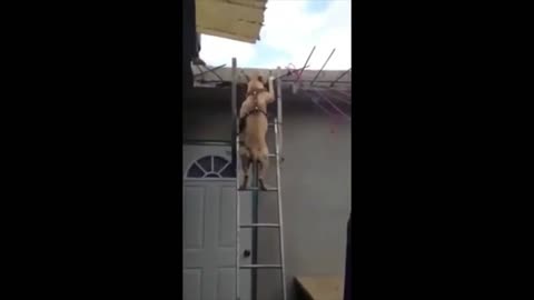 Amazing Dog Gets Off Roof By Using Ladder