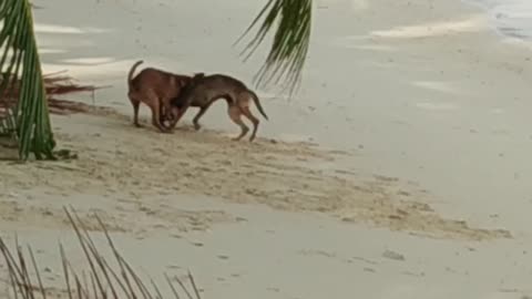 dogs are very cool playing on the beach