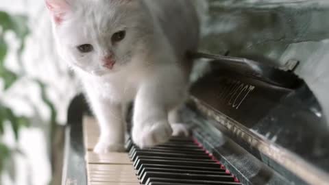 Beautiful white cat walking on piano