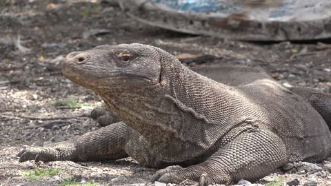 10 Things You Probably Didn't Know About A Komodo Dragon