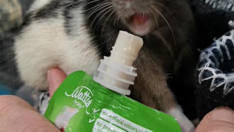 Rescue rat happily drinks from his bottle