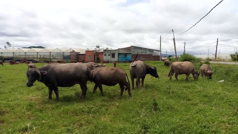 buffalo graze grass