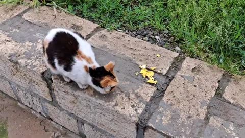 Beautiful and sweet spotted cat. This cat is so cute.