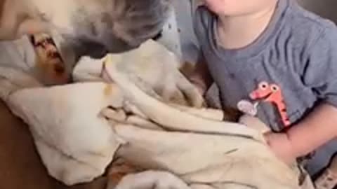 Toddler get a lovelh kiss from his cute dog
