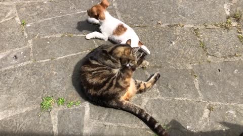 Cat Ovenmitt continues to instruct puppies on cat manners.