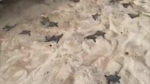 Cute Baby Sea Turtles on a Beach in Mexico