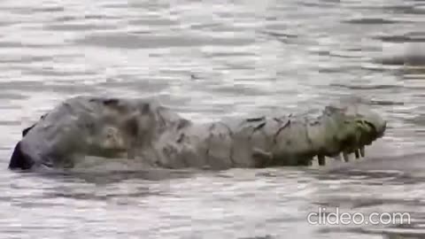 Crocodile attack prank