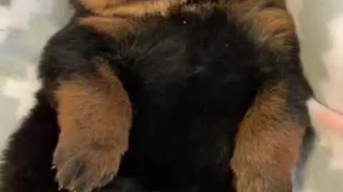 Baby Rottweiler or Baby Bear Cub?