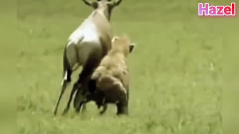 Hyena vs Deer