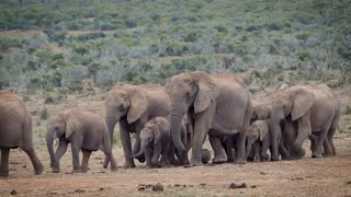 Herd of Elephants and Babies Traveling across the jungle landscape