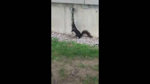 Urban Animals - Squirrel Drinks Condensation From Pipe