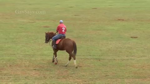 Teaching a Horse to Stop Correctly | horse training| horse| horse love