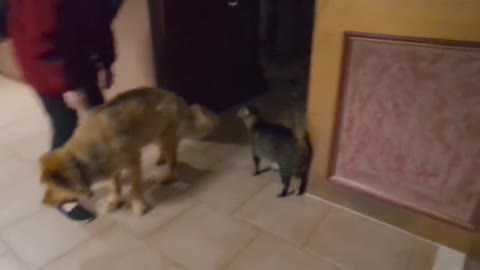 Cats new Emotional Reaction To Being Reunited With Blind Dog Is Amazing