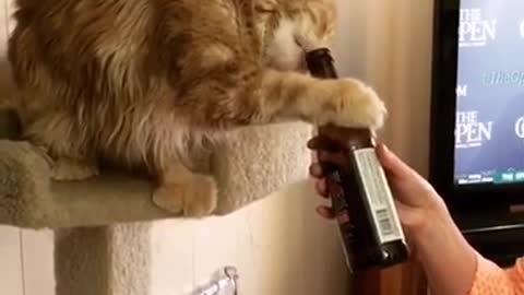 Cat unwinds with ice cold beer