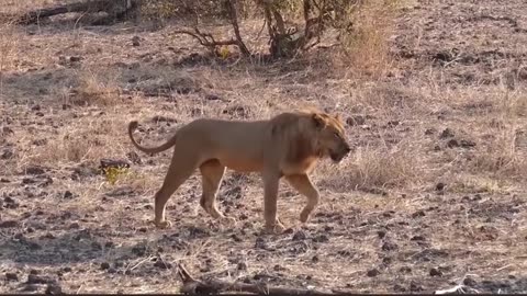 A day in the jungle with male lions