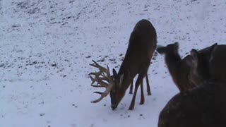 Mountain Clean Whitetails Hickory @ 4 yrs. old