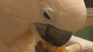 Cockatoo successfully peels orange & eats it