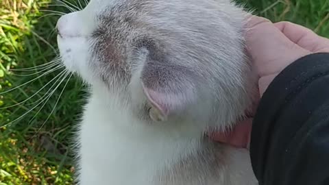 I pet a cute white kitten in the countryside