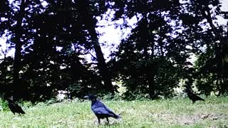 Crows getting dive bombed, twice.