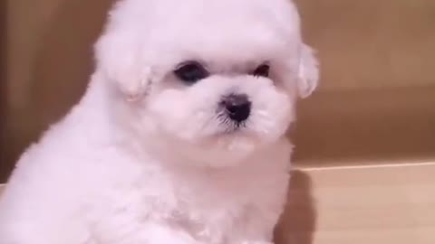 Cute puppy on white