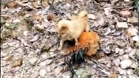 Chicken versus Dog fight: Who wins?