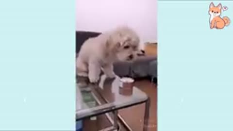 You will laugh at all the dog funny and amazing