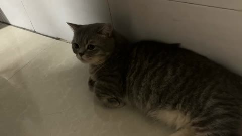 A cat lying on the floor looking into a closet