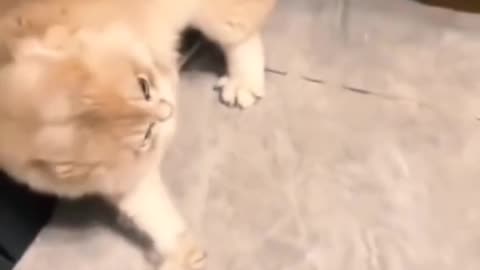 😺 Unique most funny video