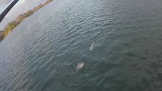 Doubling Up- Catching 2 Stripers at Once, Nonstop