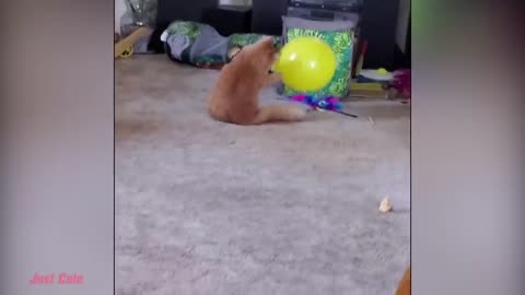 Reacción Divertida Del Gato Al Jugar Con Globos - Vídeos Divertidos De Animales