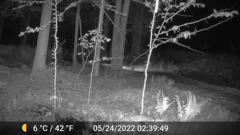 Bobcat barely misses Coyote caught on night cam