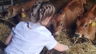 Baby cows at the milkshake farm #2